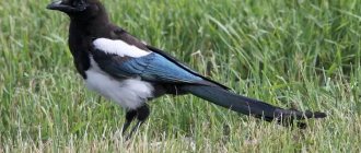 American Magpie