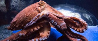 Photo: Octopus