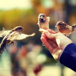 Птицы и люди